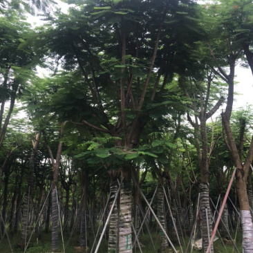 凤凰木绿化苗木5-30分