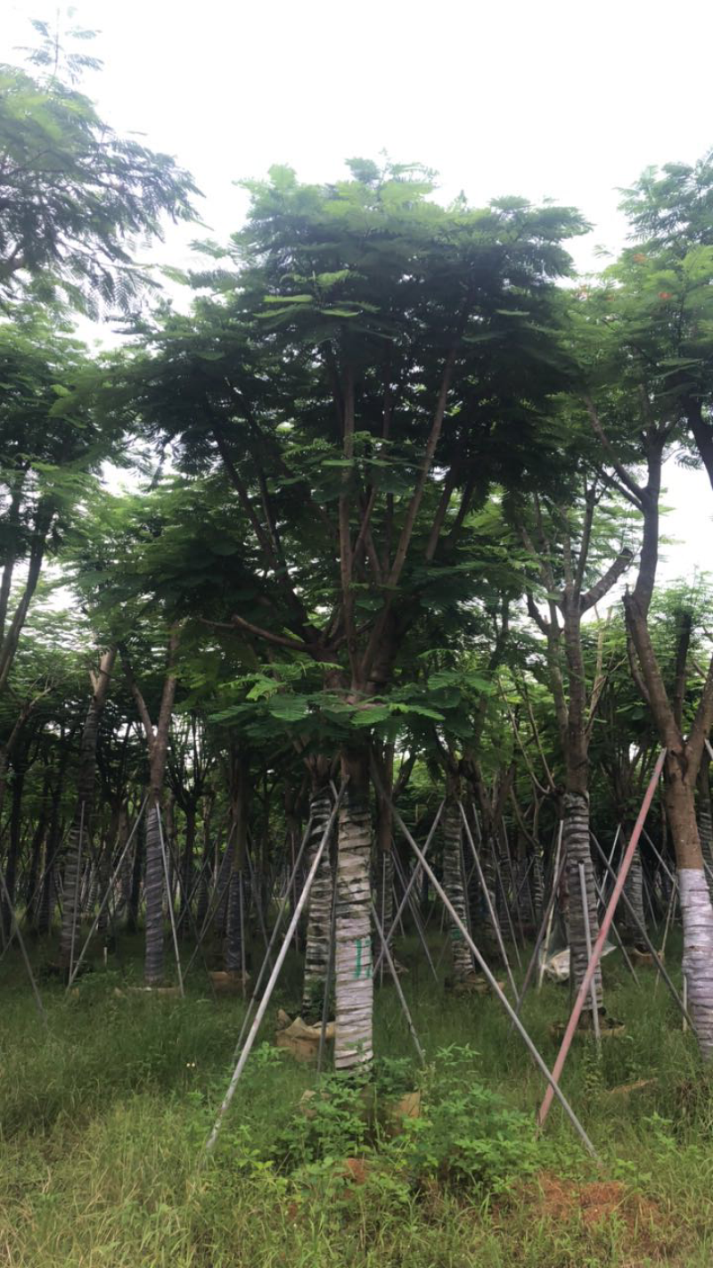 凤凰木绿化苗木5-30分