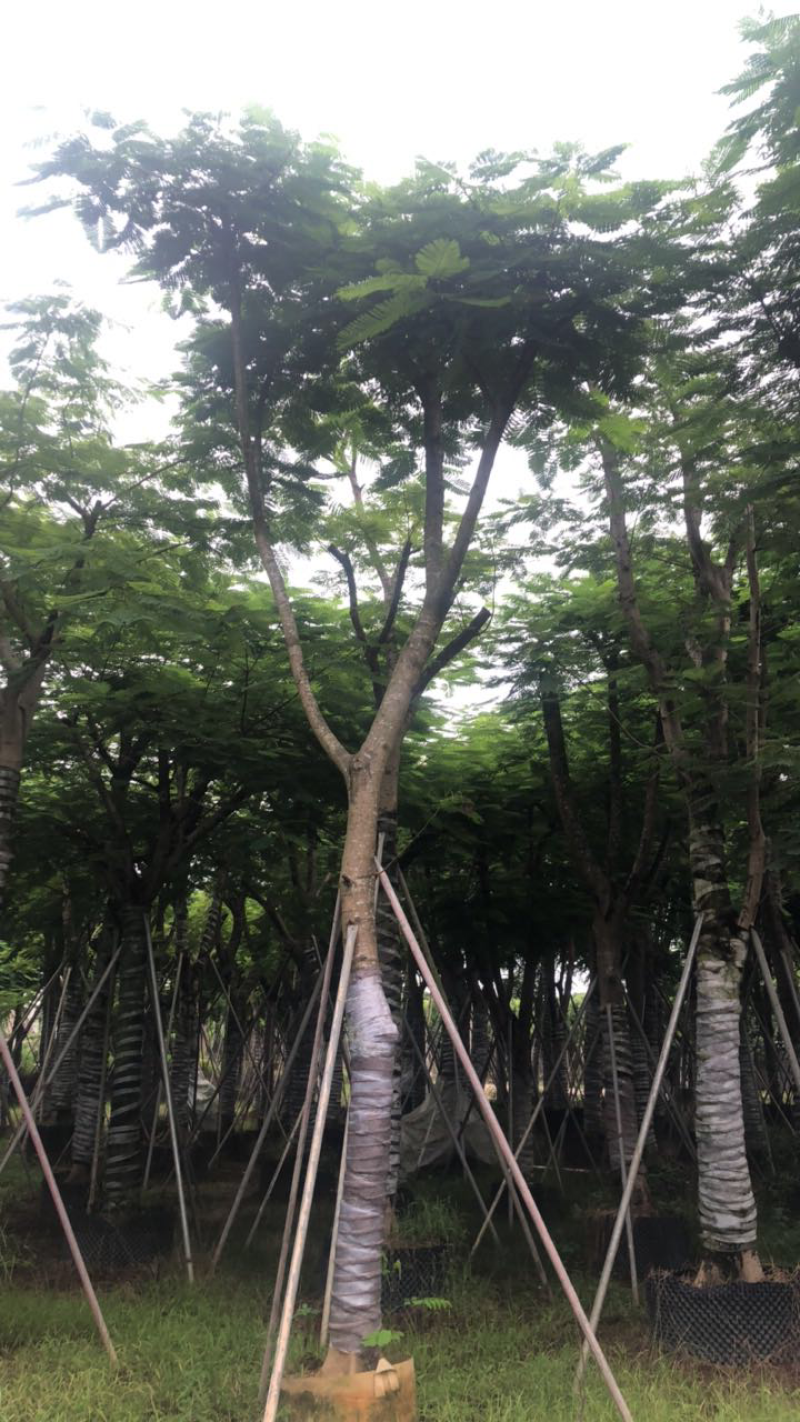 凤凰木绿化苗木5-30分