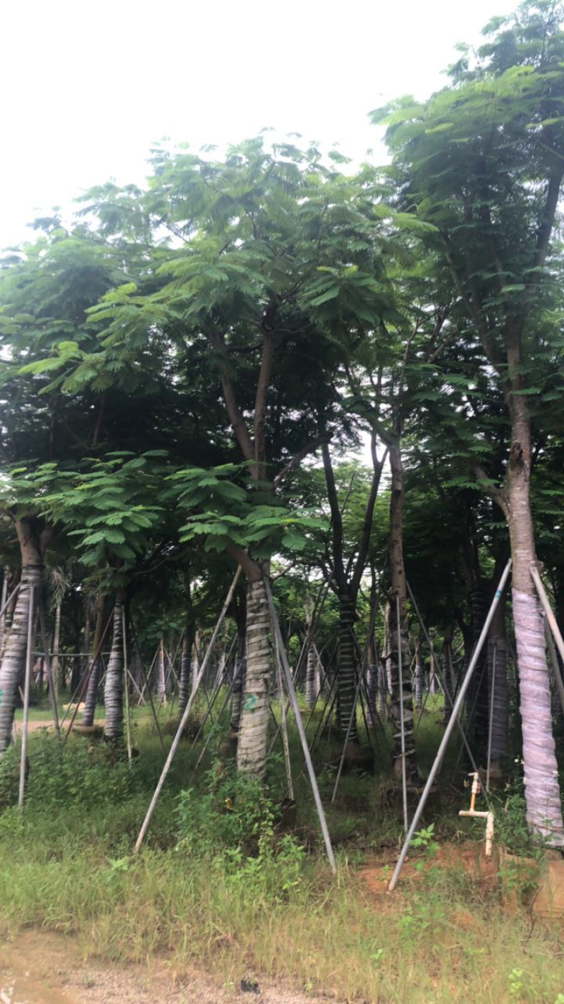 凤凰木绿化苗木5-30分