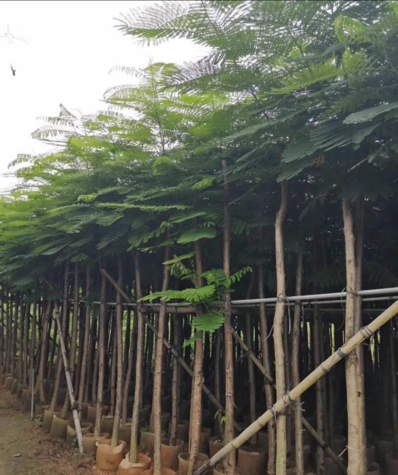 凤凰木绿化苗木5-30分