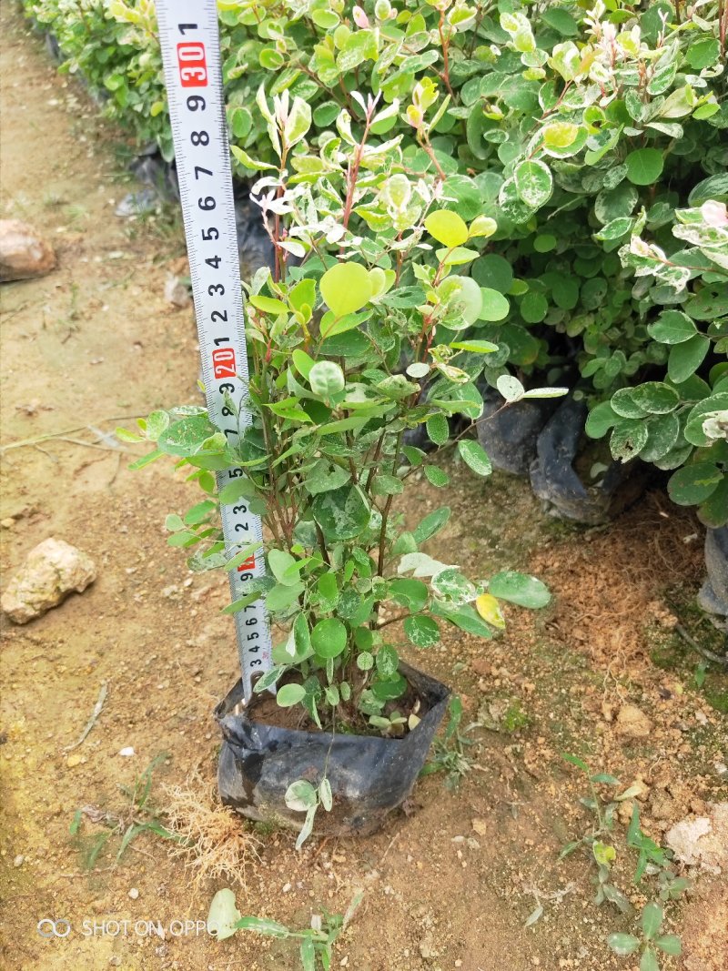 雪花木白雪木白雪公主高15–30厘米福建漳州苗木基地