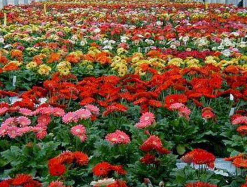 非洲菊种子打造花海切花园艺必备品种保证质量