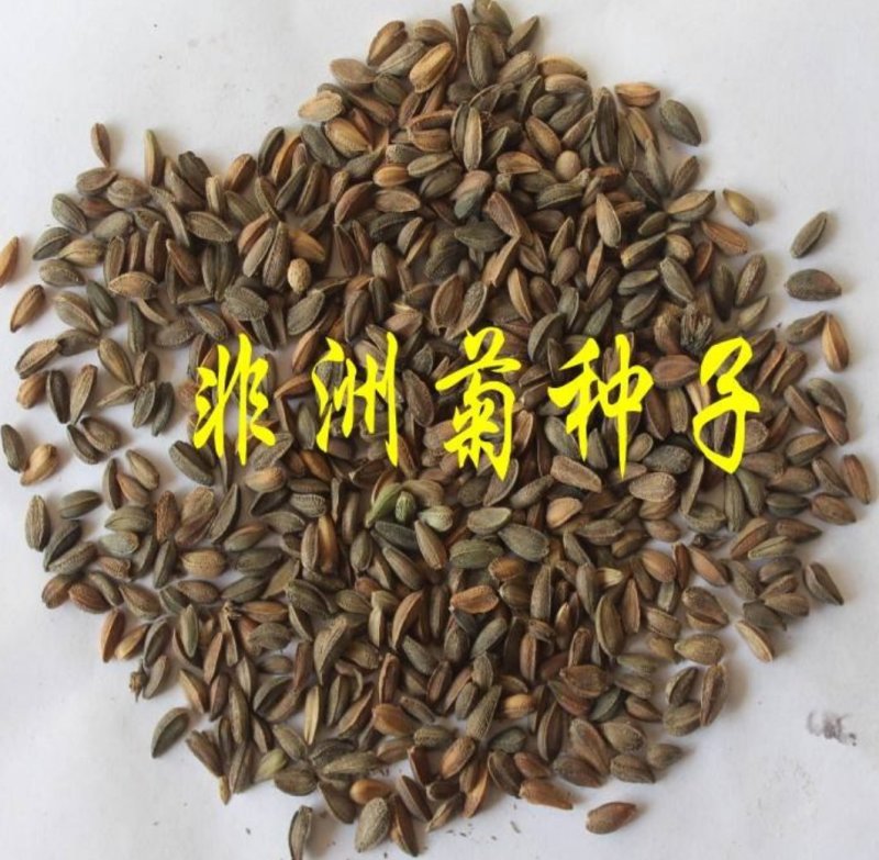 非洲菊种子打造花海切花园艺必备品种保证质量