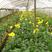 非洲菊种子打造花海切花园艺必备品种保证质量