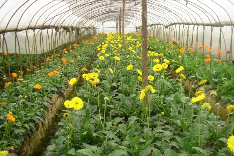 非洲菊种子打造花海切花园艺必备品种保证质量