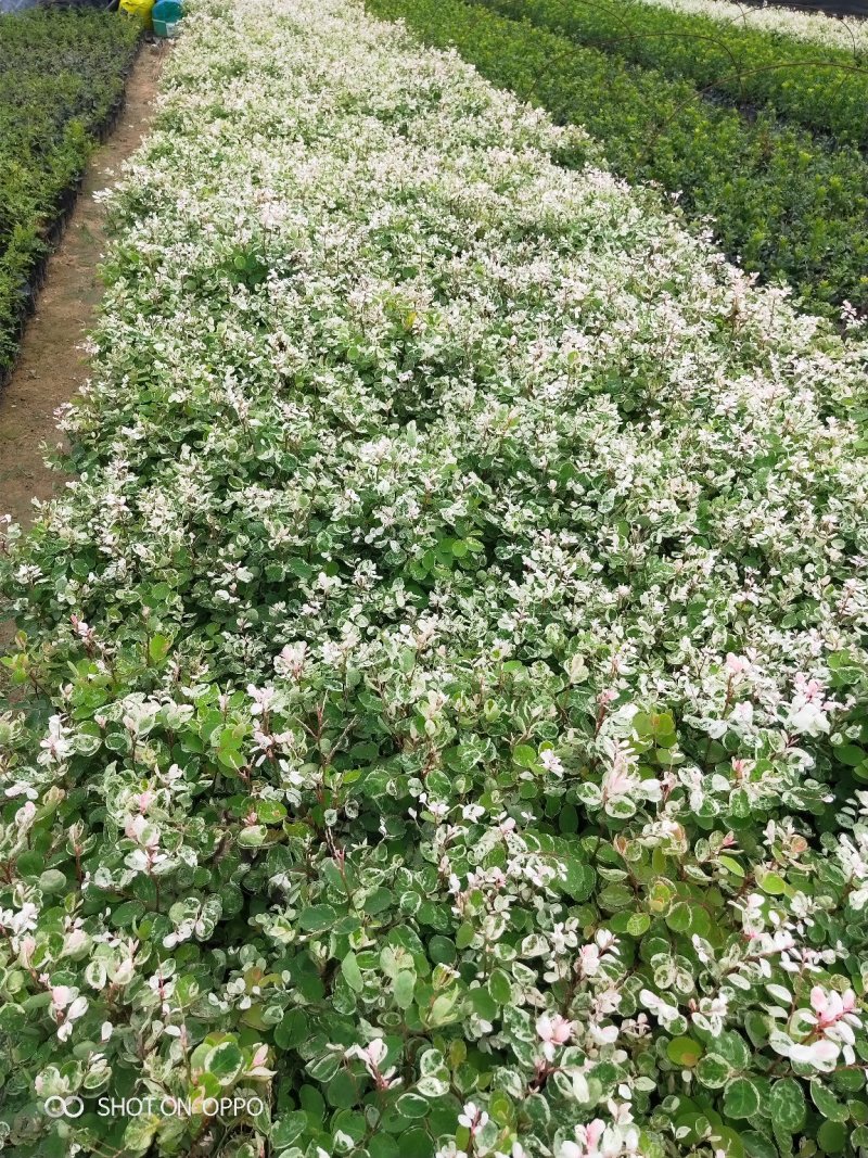 雪花木白雪木白雪公主高15–30福建漳州苗木基地