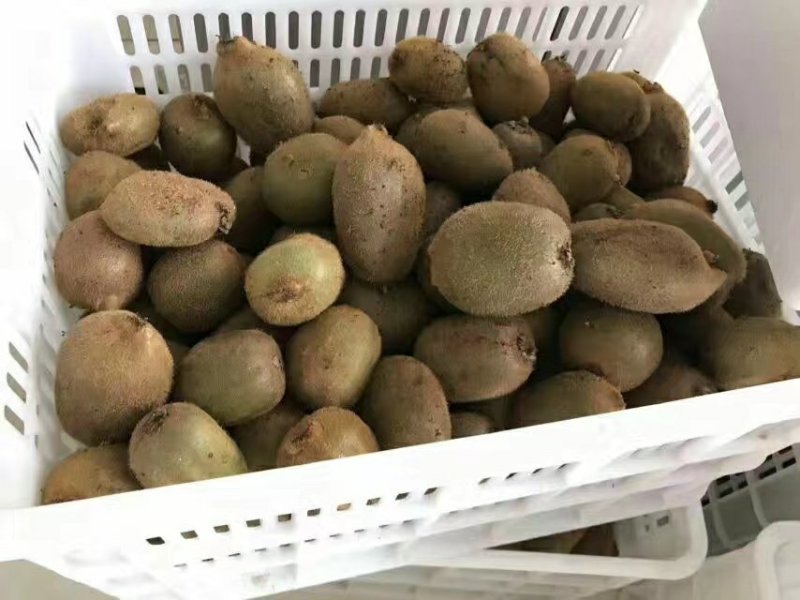 河南内乡猕猴桃徐香华美二号可视频看货电商代发欢迎订购