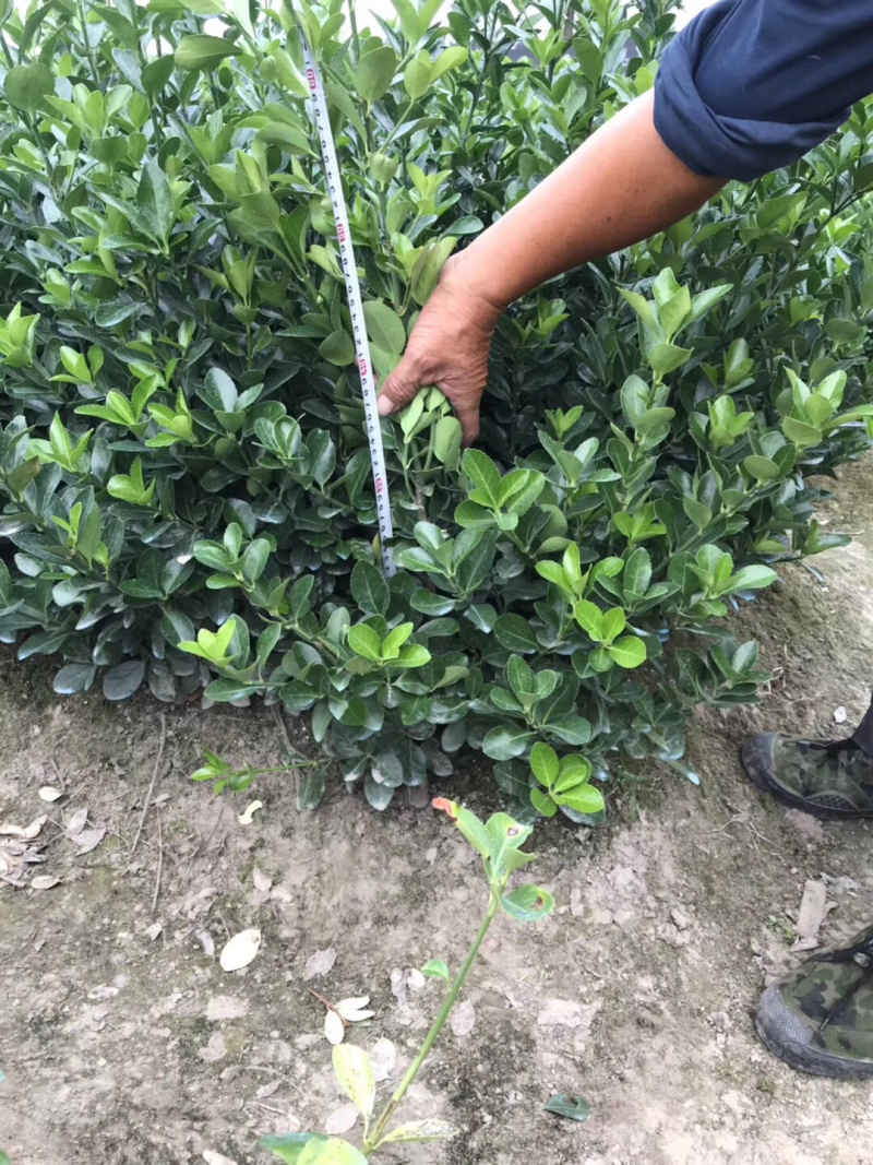 大叶黄杨小毛球，大叶黄杨毛球