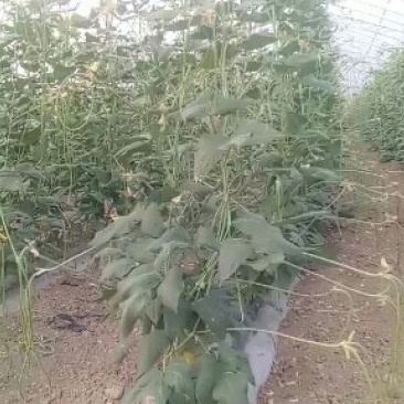 长豆角