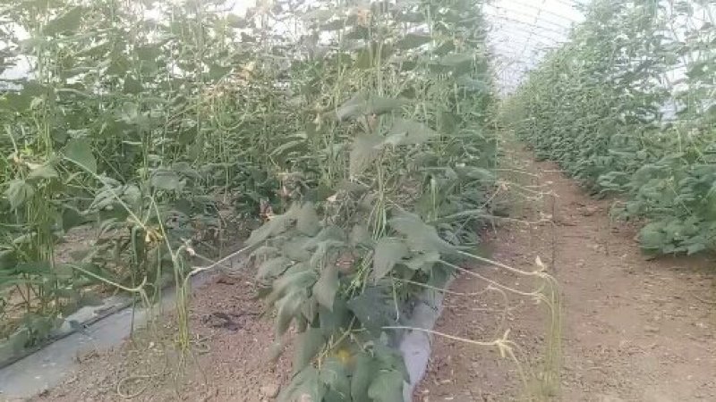 长豆角
