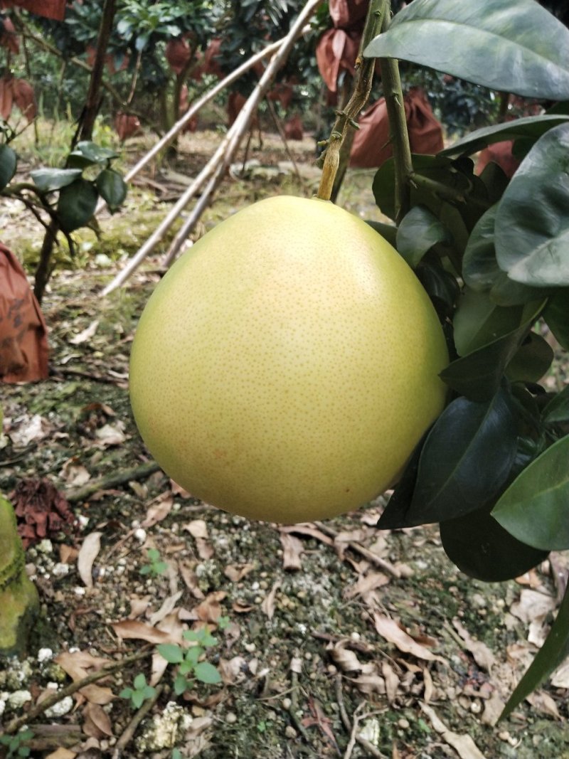 老树三红蜜柚