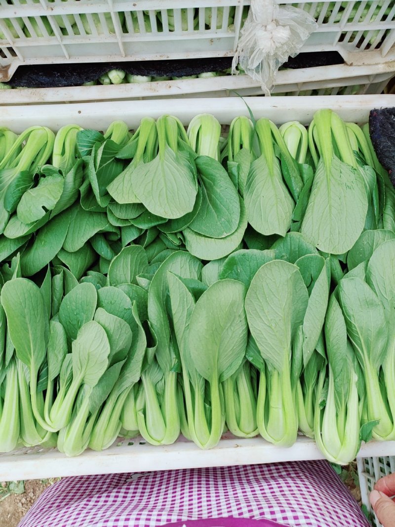 常年出售精品小青菜
