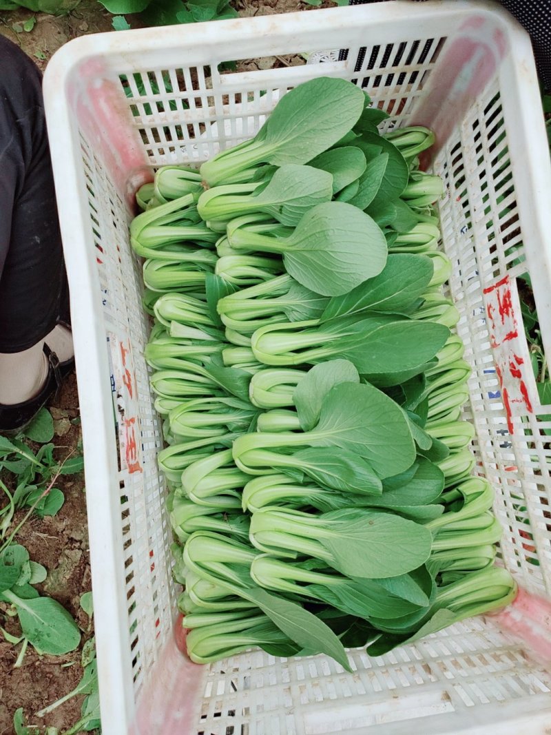 常年出售精品小青菜