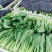 常年出售精品小青菜