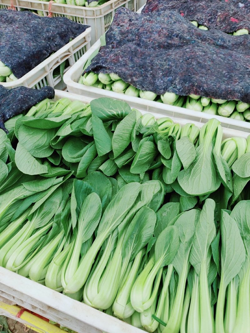常年出售精品小青菜