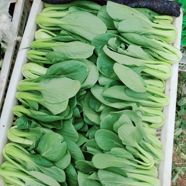 常年出售精品小青菜