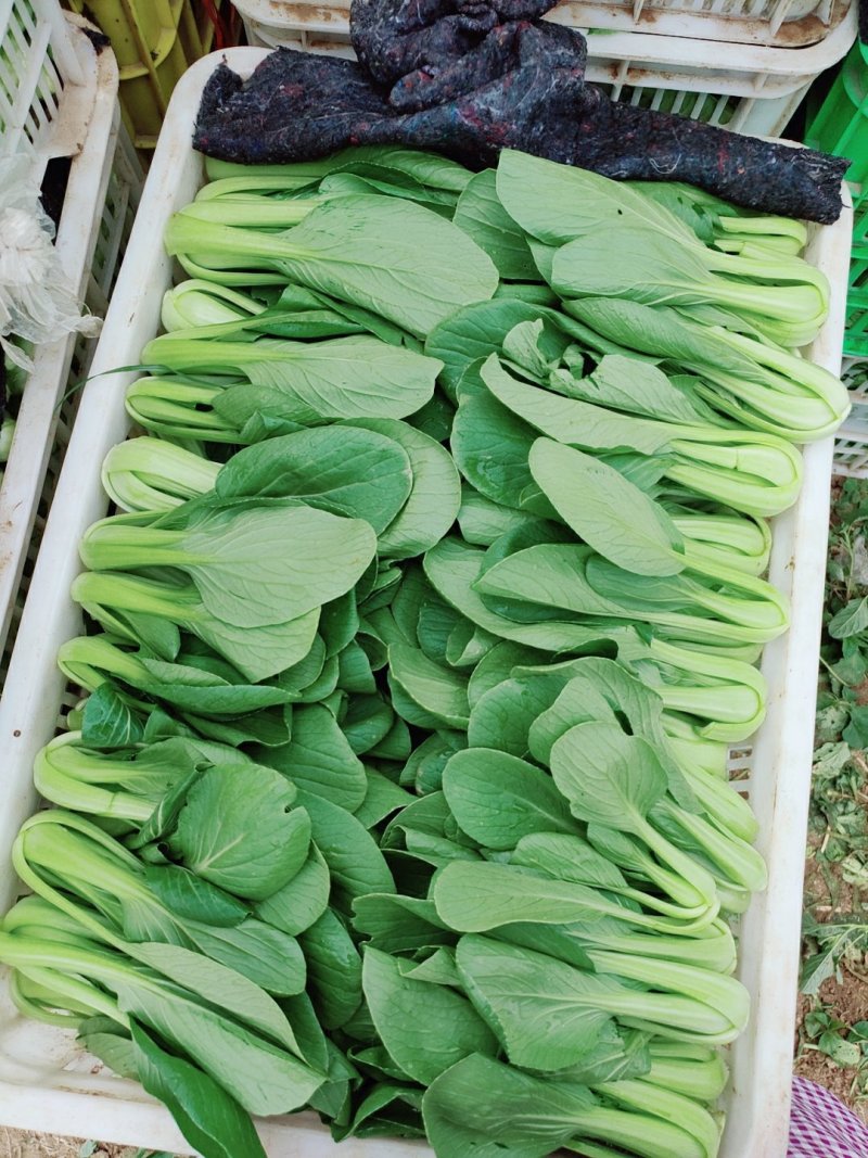 常年出售精品小青菜