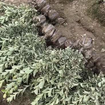 金边黄杨小毛球