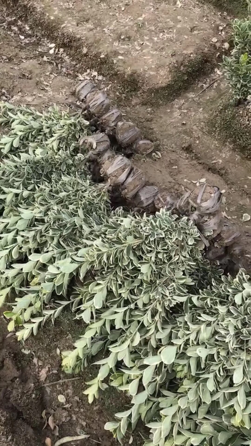金边黄杨小毛球