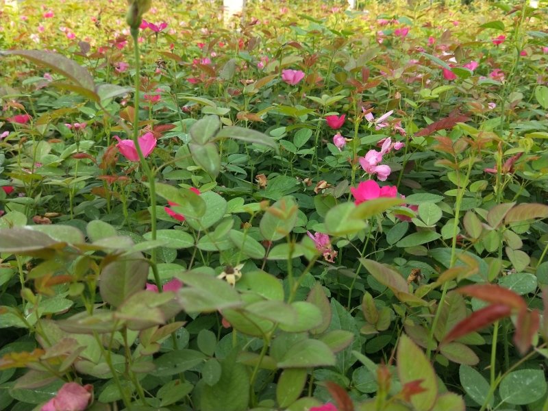 丰花月季优质月季盆苗产地直供欢迎实地看货