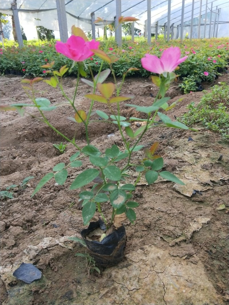 丰花月季优质月季盆苗产地直供欢迎实地看货