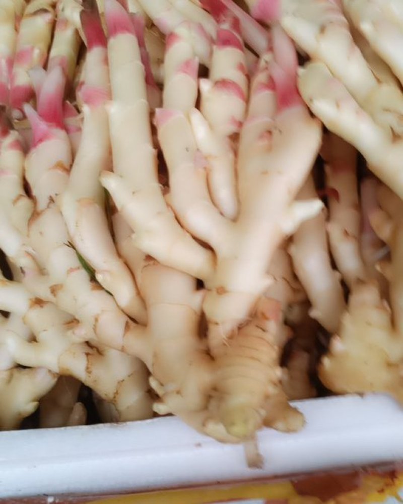 生姜