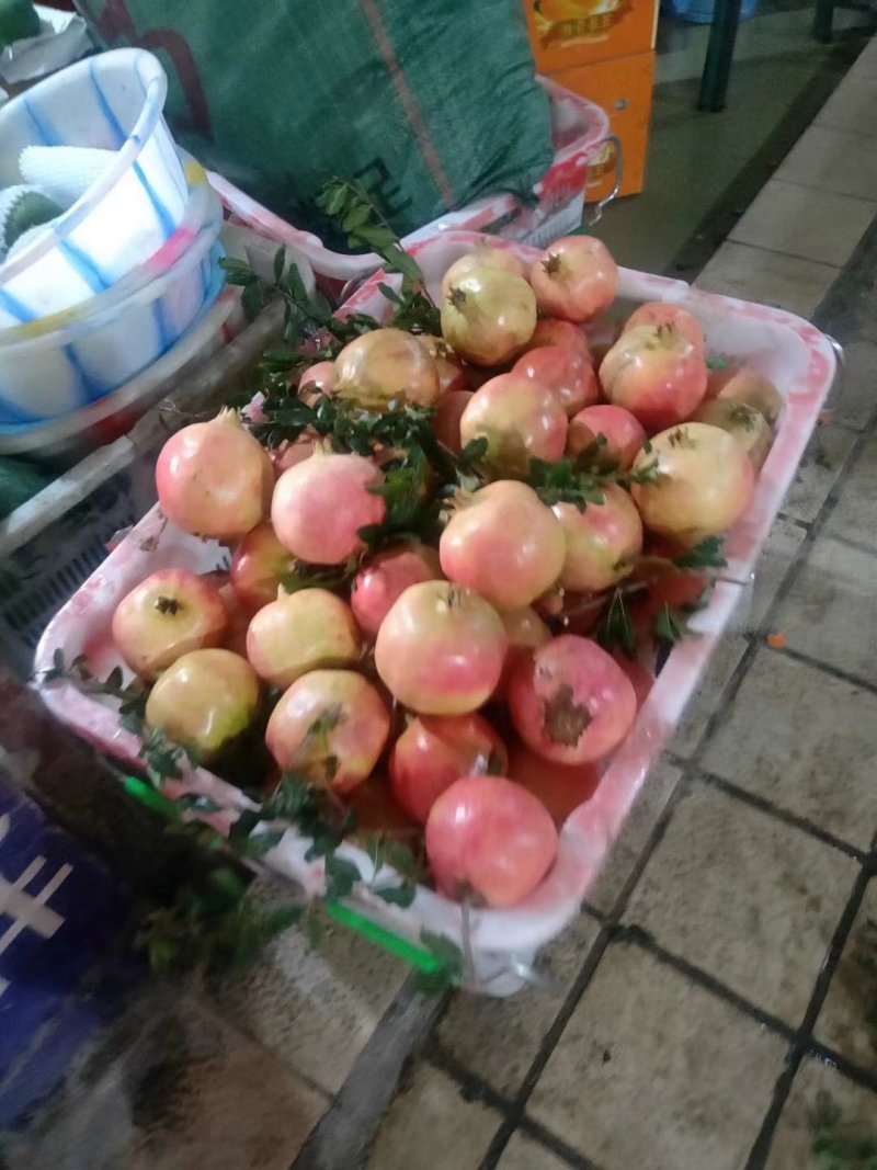 突尼斯软籽石榴