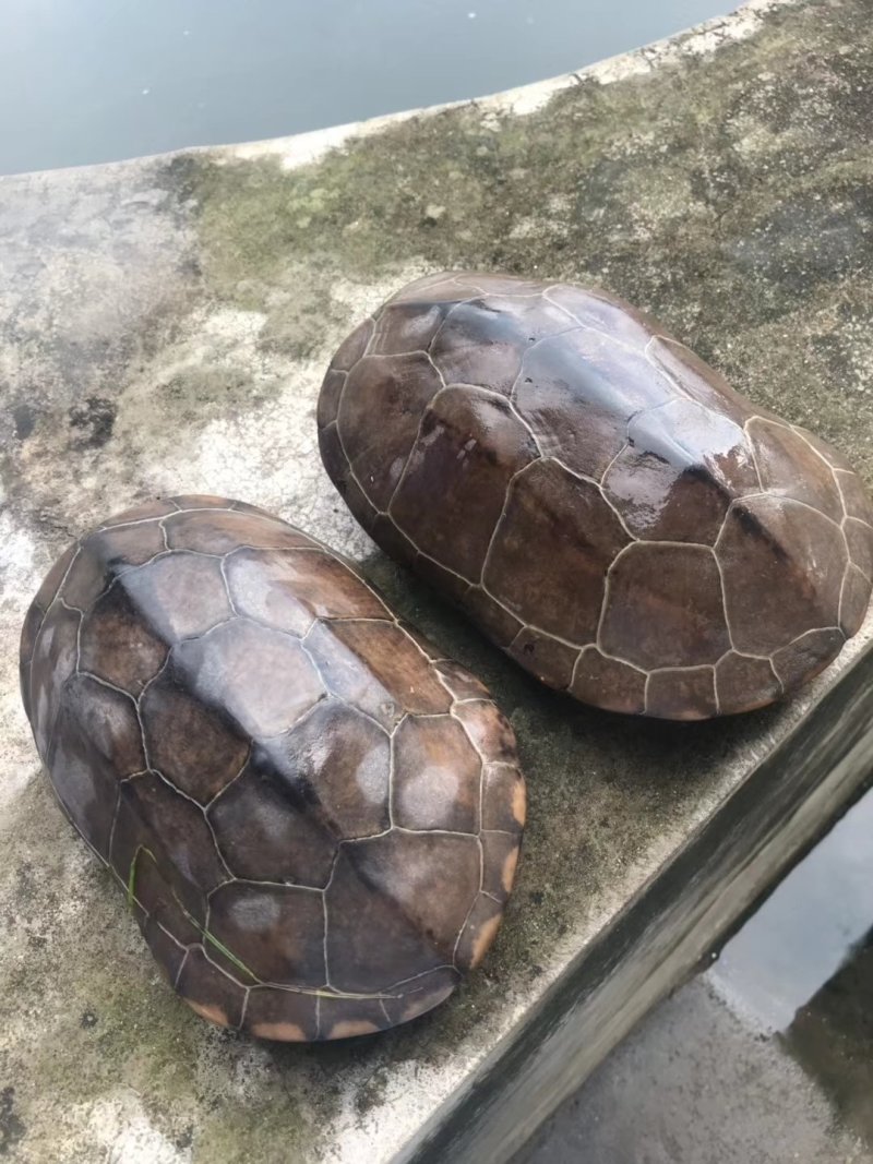 草龟供应