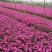欧石竹上盆欧石竹宿根地被死苗补发欢迎实地看货