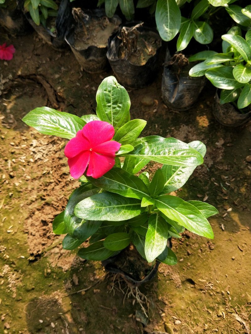 长春花天天开草本杯苗花期长欢迎实地看货参观指导