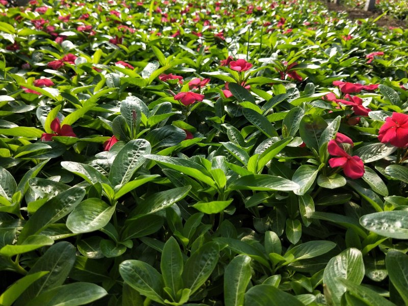 长春花天天开草本杯苗花期长欢迎实地看货参观指导