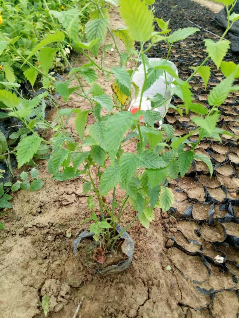 优质棣棠多芽棣棠一手货源欢迎实地看货选购