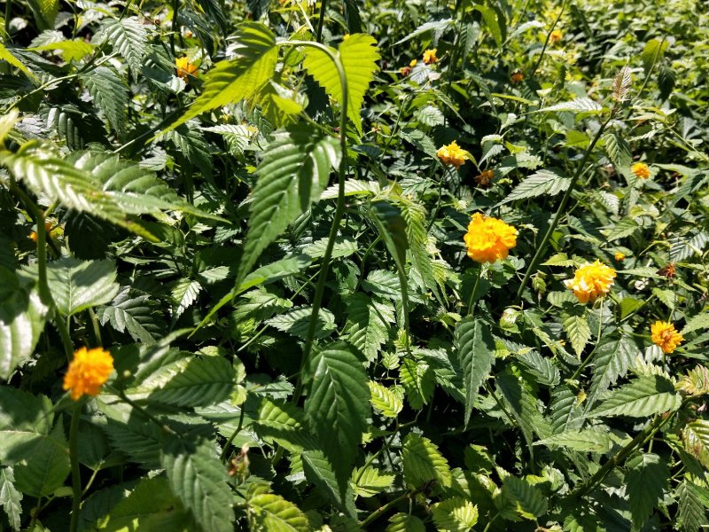 优质棣棠多芽棣棠一手货源欢迎实地看货选购