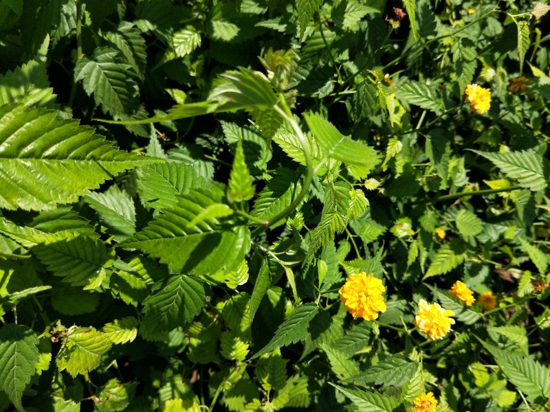 优质棣棠多芽棣棠一手货源欢迎实地看货选购