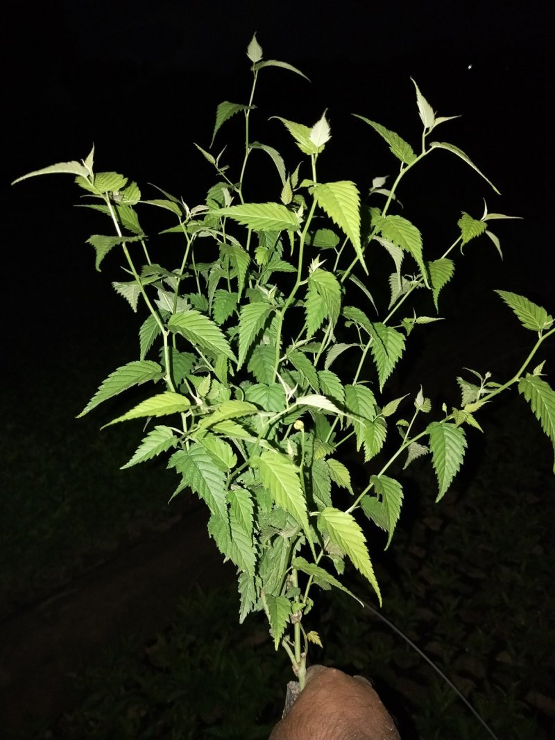 优质棣棠多芽棣棠一手货源欢迎实地看货选购
