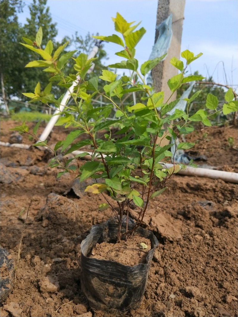 金山绣线菊绣线菊死苗补发量大可优惠