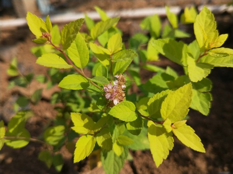 金山绣线菊绣线菊死苗补发量大可优惠