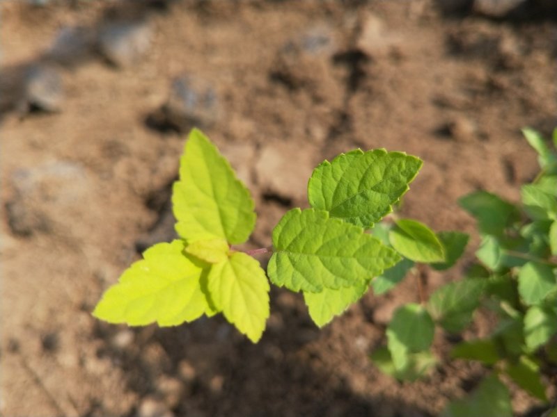 金山绣线菊绣线菊死苗补发量大可优惠