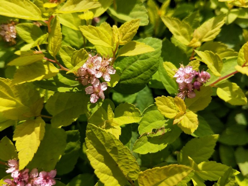 金山绣线菊绣线菊死苗补发量大可优惠