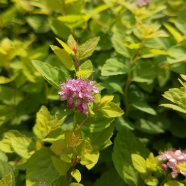 金山绣线菊绣线菊死苗补发量大可优惠