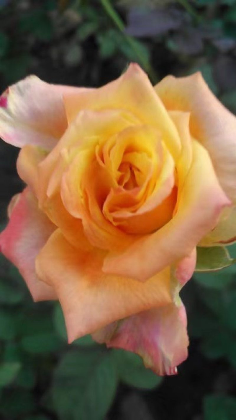 玫瑰花苗盆栽花卉观花植物室内外院内花嫁接好养花颜色备注