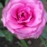 玫瑰花苗盆栽花卉观花植物室内外院内花嫁接好养花颜色备注