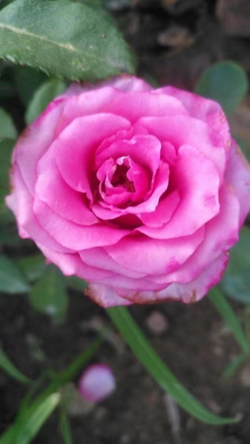 玫瑰花苗盆栽花卉观花植物室内外院内花嫁接好养花颜色备注