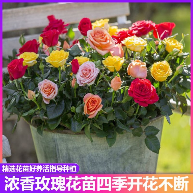 玫瑰花苗盆栽花卉观花植物室内外院内花嫁接好养花颜色备注