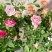 玫瑰花苗盆栽花卉观花植物室内外院内花嫁接好养花颜色备注