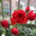 玫瑰花苗盆栽花卉观花植物室内外院内花嫁接好养花颜色备注
