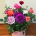 玫瑰花苗盆栽花卉观花植物室内外院内花嫁接好养花颜色备注