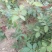玫瑰花苗盆栽花卉观花植物室内外院内花嫁接好养花颜色备注