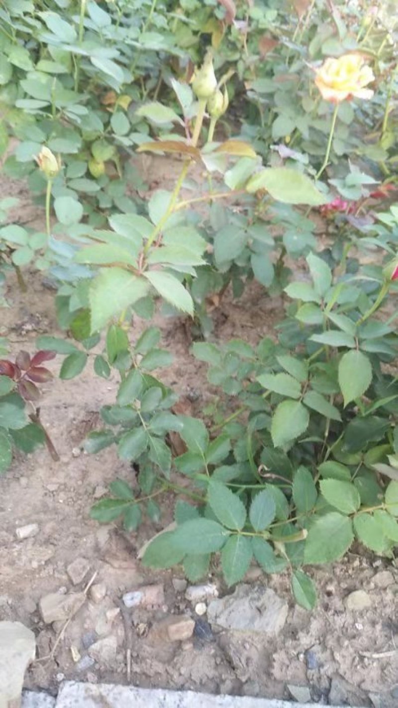 玫瑰花苗盆栽花卉观花植物室内外院内花嫁接好养花颜色备注
